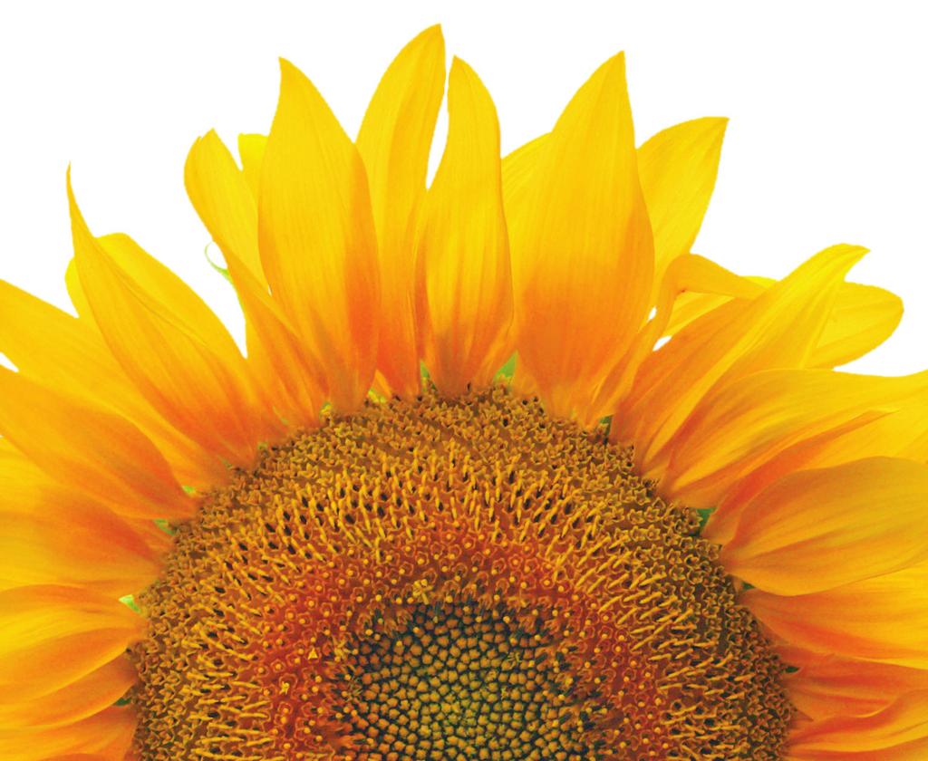 CROP REPORT TM SUNFLOWER MAY bringing well-being to life Volume 8 / Issue 1 www.sunopta.