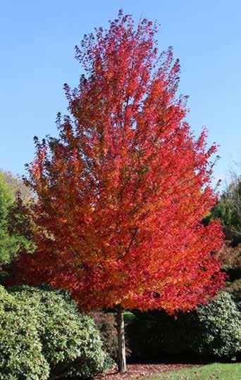 Looking For Fall Color? Acer rumbrum Redpointe Naturally, when we talk about fall color, we tend to think about Maple trees. The Red Maples (Acer rubrum) are the usual go-to group.