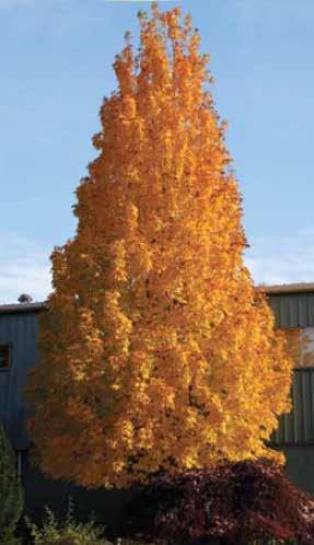 But some of the most intense color comes from the Sugar Maples (Acer saccharum).