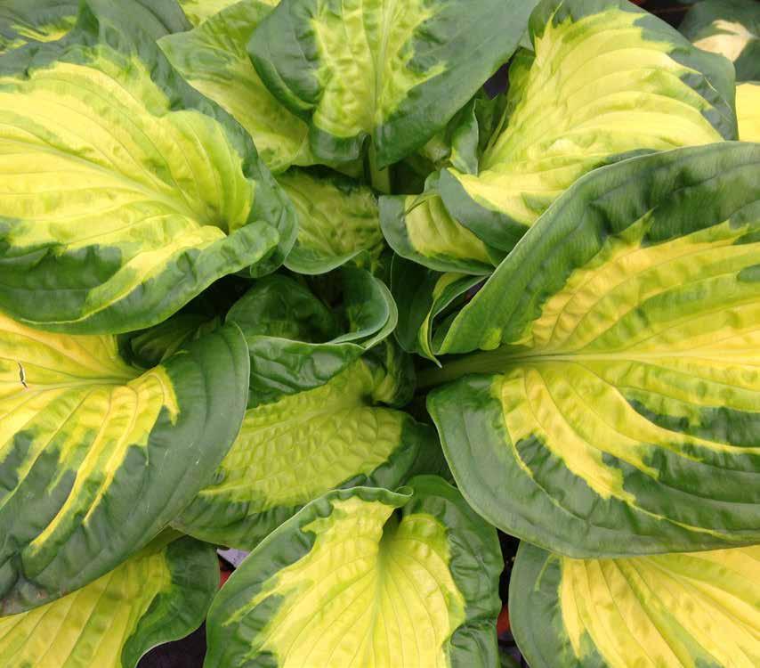 Exciting New Diamond Lake leaf Hostas Diamond Lake Etched Glass Of course we have some new hostas!
