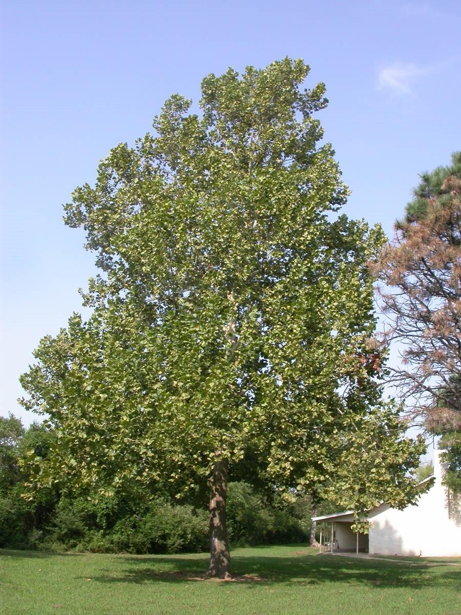 w This is one of the fastest growing trees averaging 3-4 ft. per year.