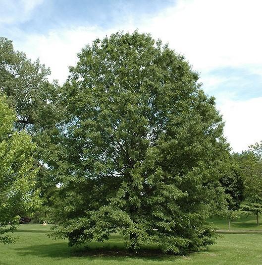 Bur Oak (Quercus macrocarpa) 50-80 ft. h 50-80 ft.
