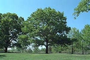 Tree Descriptions (cont d) Chinquapin Oak (Quercus muehlenbergii) 50-80 ft.