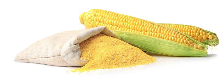 ENDOSPERM BRAN GERM Most of the corn grown in ancient times by Native Americans was dried and ground into cornmeal using a flat stone called a metate and a smaller stone called a mano (meaning hand).