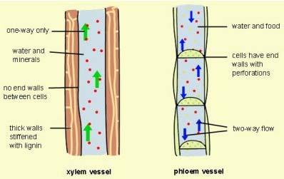 Xylem transport Carrying water,