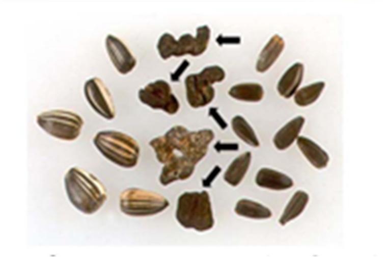 Sclerotia as a seed contaminant Sclerotia can be