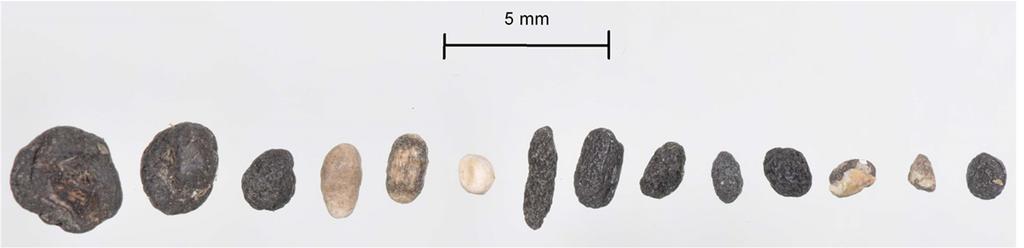 Sclerotia features Hard, black highly variable in size and shape