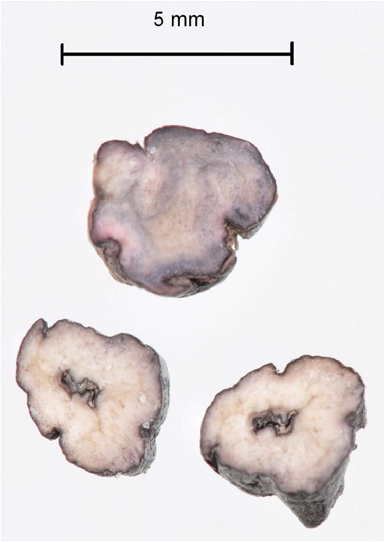 Sclerotia features Interior colour of sclerotia