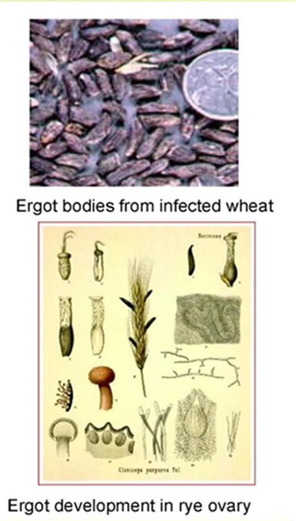 Background: Ergot Ergot is a fungal (Claviceps purpurea) disease body and infects flowers of many Poaceae species Cereals: rye, triticale, common wheat, durum wheat and barley Grasses: 200 species in
