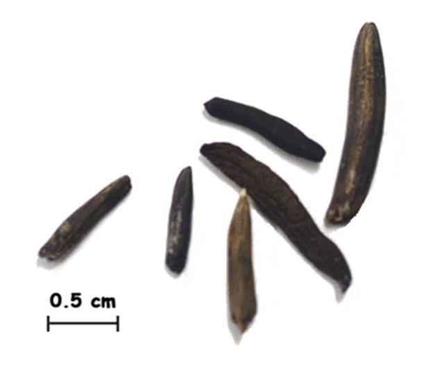 Ergot body features Elongated, generally 1-4 times longer than the host seed. Cylindrical with rounded ends, straight to curved and tapered at the distal end.