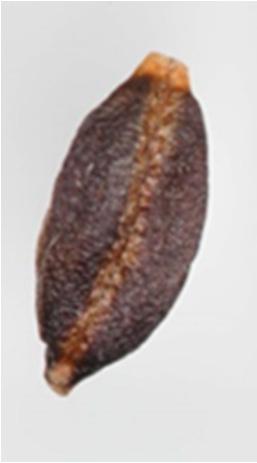 Other debris similar to ergot Seed sample may contain inert