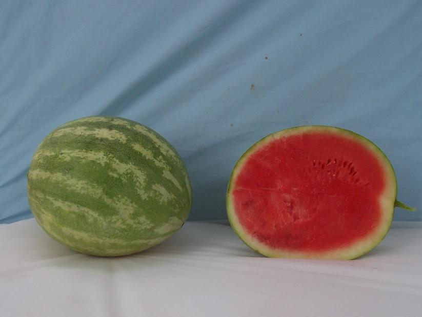 Standard Crimson Sweet-Type Watermelons* Tri-X 313 Marketable I Yield: 91211 lbs/a (7) Marketable II Yield: 89450 lbs/a (7) Mean Weight: 15.