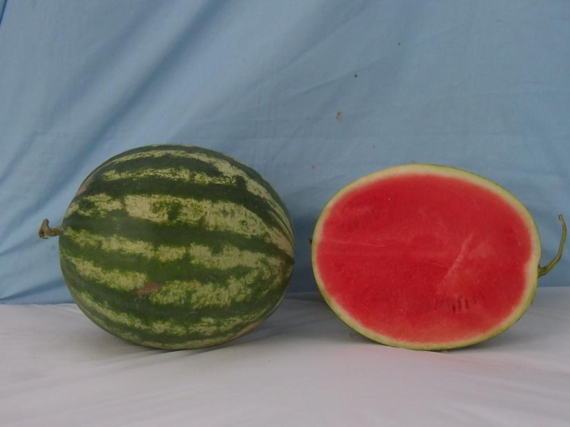 Standard Crimson Sweet-Type Watermelons* Crisp n Sweet Marketable I Yield: 86456 lbs/a (10) Marketable II Yield: 84653 lbs/a (10) Mean Weight: 14.