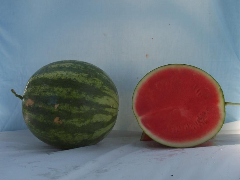 Standard Crimson Sweet-Type Watermelons* WDL-412 Marketable I Yield: 81042 lbs/a (15) Marketable II Yield: 81042 lbs/a (13) Mean Weight: 12.