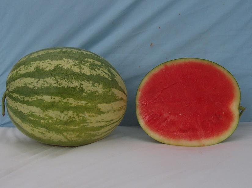 Standard Crimson Sweet-Type Watermelons* WDL9408 Marketable I Yield: 80370 lbs/a (17) Marketable II Yield: 78678 lbs/a (16) Mean Weight: 14.