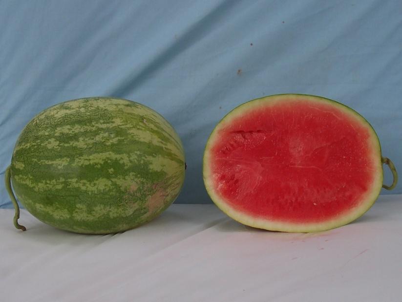 Standard Crimson Sweet-Type Watermelons* SS 5234 Marketable I Yield: 76346 lbs/a (20) Marketable II Yield: 76346 lbs/a (19) Mean Weight: 12.55 lbs (25) Soluble Solids: 11.