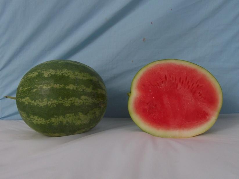 Standard Crimson Sweet-Type Watermelons* Fascination Marketable I Yield: 72041 lbs/a (22) Marketable II Yield: 68204 lbs/a (22) Mean Weight: 14.