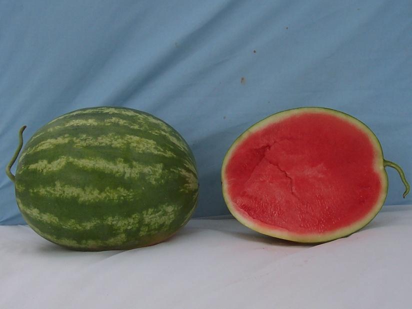 Standard Crimson Sweet-Type Watermelons* WDL9409 Marketable I Yield: 67843 lbs/a (26) Marketable II