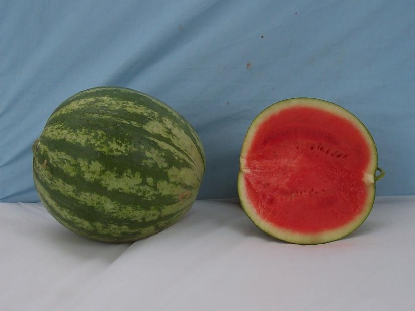 Standard Crimson Sweet-Type Watermelons* Melody Marketable I Yield: 58470 lbs/a (30) Marketable II