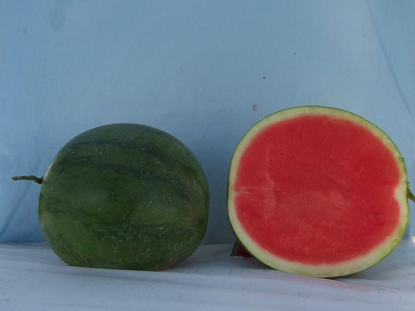 Watermelons with Non-Crimson Sweet Type Rind Patterns* Brisbane Marketable I Yield: 68592 lbs/a (24)
