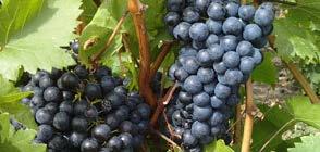 Key Prvisins in Grape Grwer Cntracts Defining Terms is Essential fr Minimizing Risk Grape Variety Specifying Variety, Vineyard Wine grapes are nt merely a