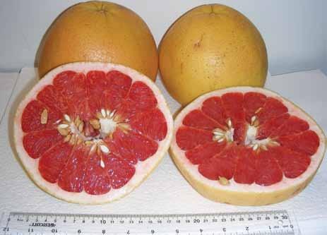 External appearance is likewise attractive, with pink blushes appearing sometimes when fruit are clustered together.