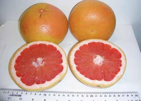 Its furanocoumarin content (the chemicals associated with the grapefruit juice effect) is slightly lower than red grapefruit, and much lower than the 5-1-99-5 described above.