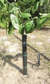 com TAKING ORDERS FOR 2014 2015 See us at Citrus Expo Booth 722 Give your new grove settings a head start with Custom Produced Ultimate Resets 6.5 x 6.5 Sleeves! Contact us NOW for more information!