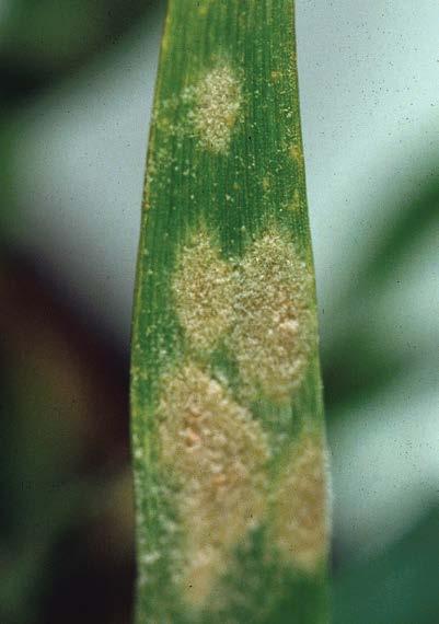 -21- powdery mildew Blumeria graminis wheat barley It appears first as small white or grey colonies of fungal bodies on upper leaf surfaces.