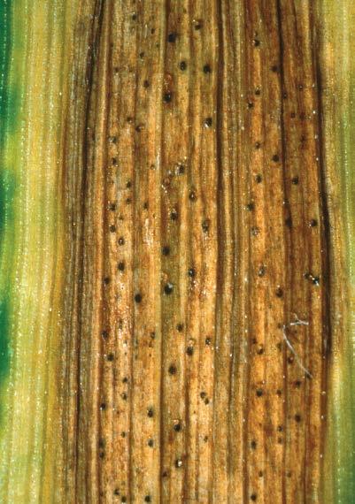 -25- septoria leaf blotch Septoria tritici, Stagonospora nodorum, Stagonospora avenae wheat oats Initial infections appear as yellow flecks on lower leaves which develop into yellow, greyish white or