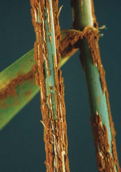 -33- wheat barley oats stem rust Puccinia graminis Brick-red pustules form on the stem. As the plant ripens, pustules darken until they are almost black.