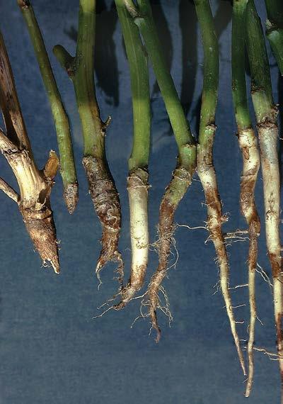 -53- brown girdling root rot Rhizoctonia solani canola Light brown lesions with irregular margins form on the tap root or main laterals at any depth below the crown.