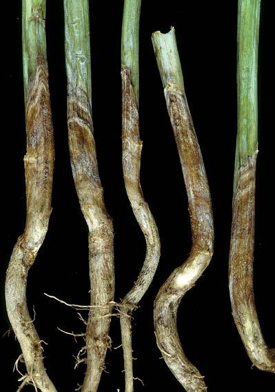 -57- canola foot rot Fusarium spp., Rhizoctonia solani Disease can be seen on the stem at the ground level and will continue up the stem of the plant.