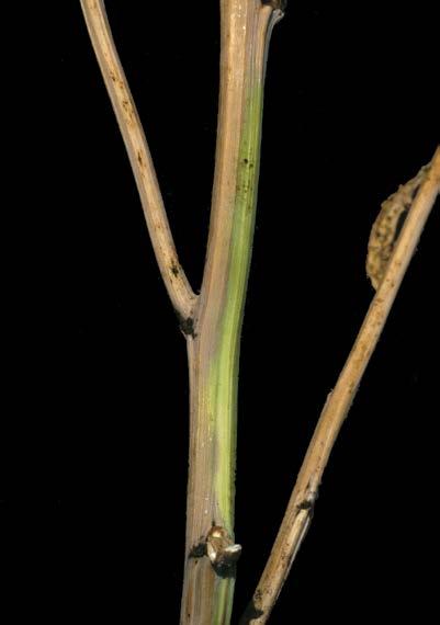 -59- canola fusarium wilt Fusarium avenaceum, Fusarium oxysporum Stems, branches and pods turn light green to yellow and eventually brown.