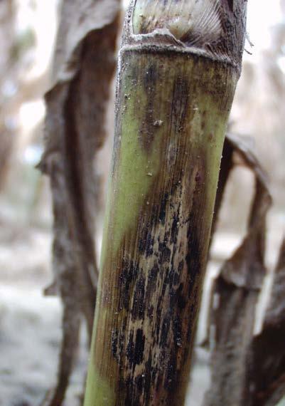 -69- corn anthracnose stalk rot Colletotrichum graminicola The most obvious symptom is sudden death and lodging of plants before they mature.