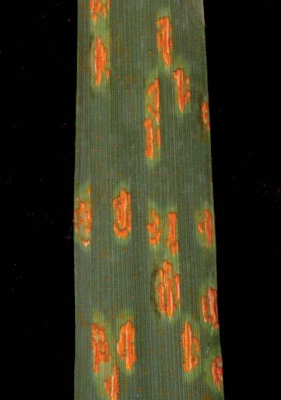 -7- oats crown rust Puccinia coronate Orange pustules form on both the upper and lower surfaces of leaves.