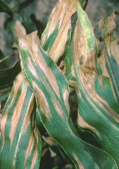 -79- northern leaf blight corn Setosphaeria turcica The disease first appears as long elliptical greyish green or tan lesions on upper and lower leaves.