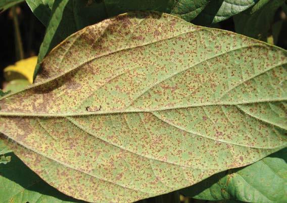 -85- asian soybean rust soybeans Phakopsora pachyrhizi Rust are most commonly seen on the leaves starting in the lower canopy.