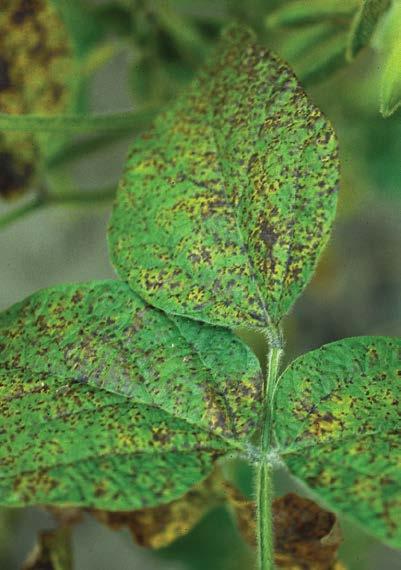 -87- brown spot (septoria) soybeans Septoria glycines The disease appears on primary leaves shortly after the trifoliate leaves develop.