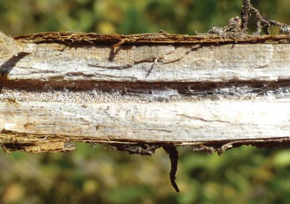 -89- soybeans charcoal rot Macrophomina phaseolina Symptoms usually begin during the reproductive stages of development and are first evident in the driest areas of a field.