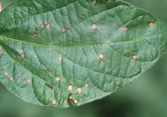 -91- frogeye leaf spot soybeans Cercospora sojina Small lesions develop that are 1 to 5 mm in diameter with a tan centre and a dark red or brown border. Grey spores may be visible within the lesions.