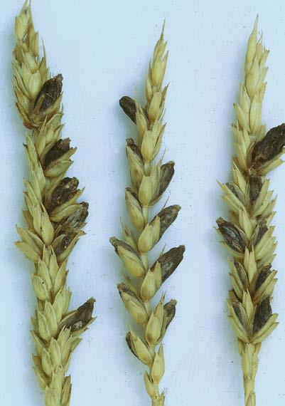-9- wheat barley ergot Claviceps purpurea Dark black fungal bodies that replace one or more kernels on the head.