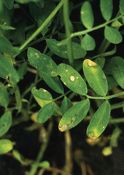 -103- lentils dry beans anthracnose Colletotrichum truncatum Greyish-white oval lesions appear on lower leaflets at the seedling stage, but more commonly appear when the crop canopy begins to close.