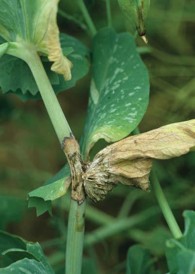 -109- peas lentils chickpeas dry beans grey mould (botrytis stem and pod rot) Botrytis cinerea Plants ripen prematurely due to infection of the lower stem.
