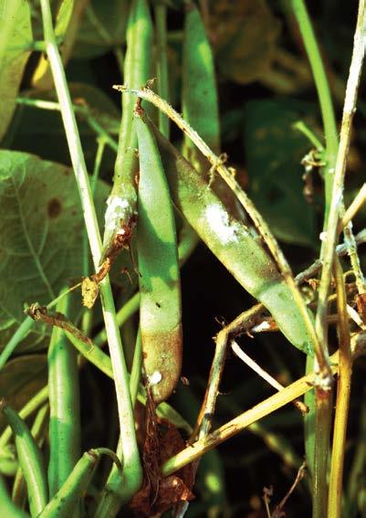 -117- peas lentils chickpeas dry beans white mould Sclerotinia sclerotiorum A soft rot of leaves, stems and pods will develop within the crop canopy.
