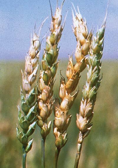 As warm moist weather develops, spores are produced and spread by wind and rain to infect developing wheat heads. Continuous moisture and warm weather are ideal for infection when a crop is flowering.