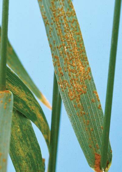 -13- leaf rust Puccinia triticina, Puccinia hordei wheat barley Lesions, or pustules, are largely confined to the leaves, but may occur on leaf sheaths. They do not penetrate stem tissue.