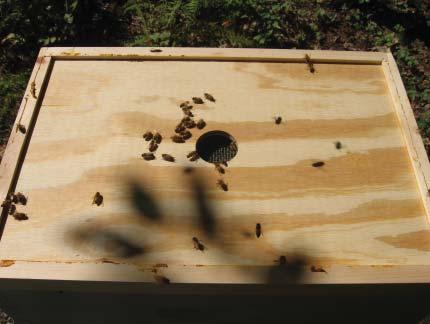 It is important that there be no external openings above the Escape Board for the honey bees to come back in or you need to start over.