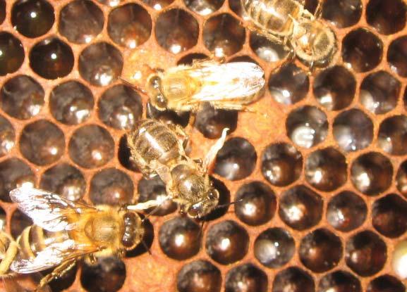 (continued from page 3) Inspections: Protect your queen and brood. Try and check other beekeeper s hives. You will learn a lot. Ask your mentors for advice.