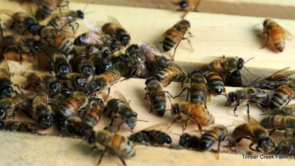 At one particularly hot spell this summer, the honeybees were seen hanging in large clusters on the outside of the hive.